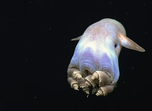 Polvo Dumbo