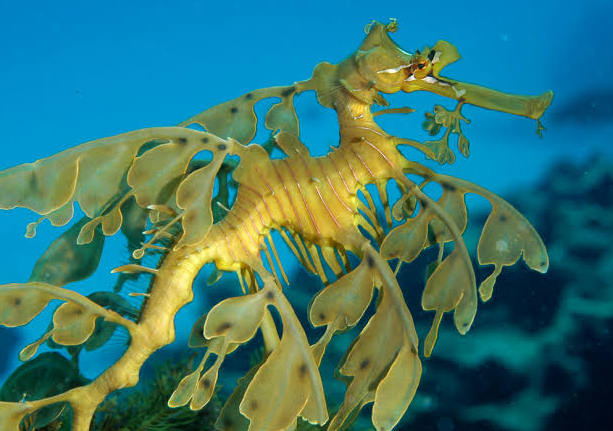 Dragão Marinho (Dragonfish)