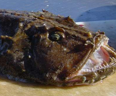 Peixe-Tamboril